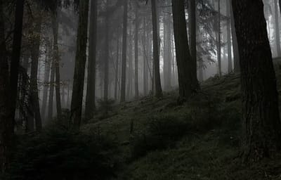 Wildcard in the Woods